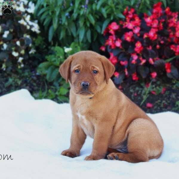 Blossom, Fox Red Labrador Retriever Puppy
